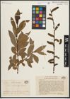 Foto von Salix melanostachys (Makino) Makino